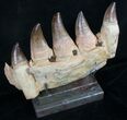 Large Mosasaurus Jaw Section On Stand - A Real One! #8970-4